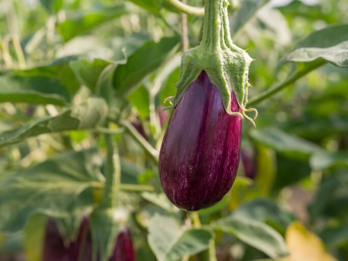 Expertentipp Diese Zeichen verraten, dass Deine Aubergine reif ist